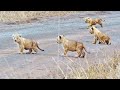 Lion Cubs Learn How to Cross the Road