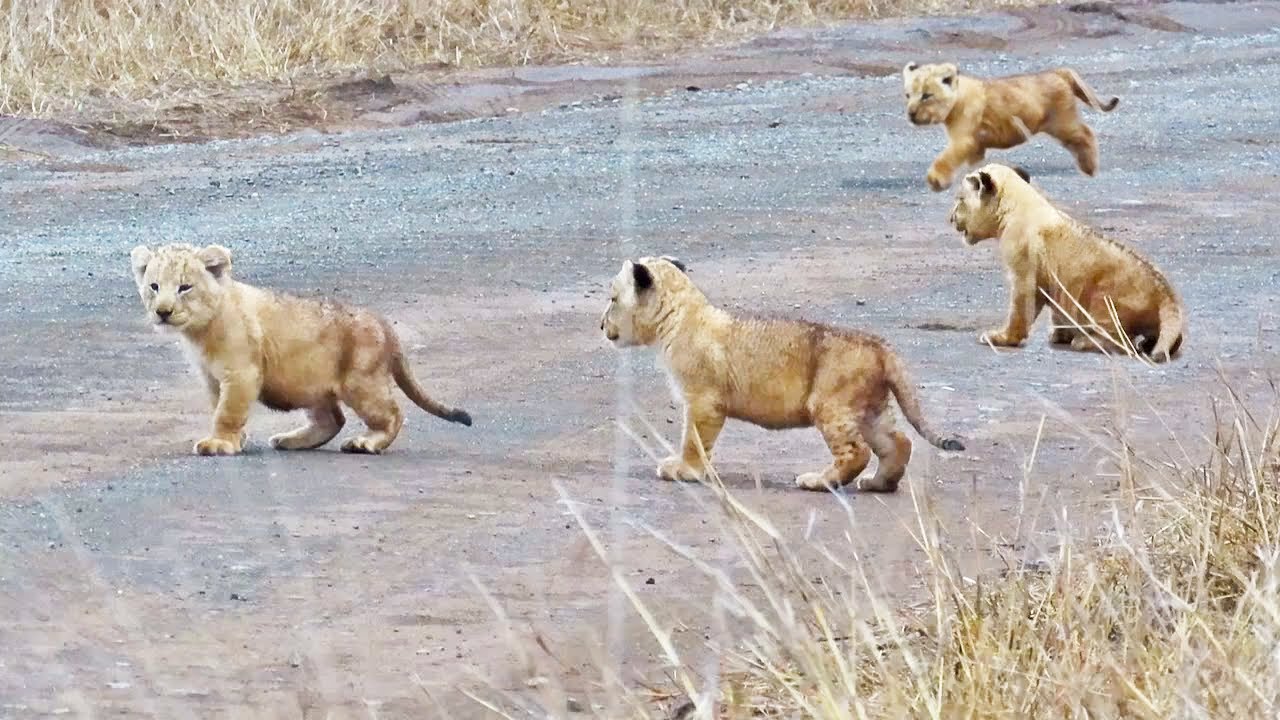 Lion Cubs Learn How to Cross the Road