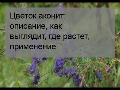 Цветок аконит: описание, как выглядит, где растет, применение