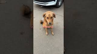 shyari meri taklif animals lover
