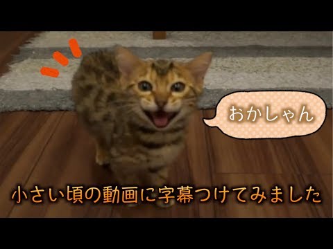 ルトとロゼの子猫時代の昔の動画に字幕つけてみたよ！！