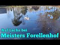 Schleppen auf Lachs an Teich weiß bei Meisters | #angeln #fishing #trout #forelle #lachs