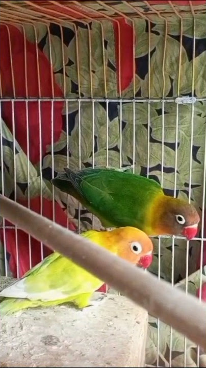 My  beautiful  porrets #theohandoh