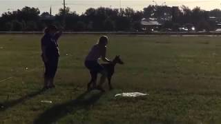 The Fastest Dog On Earth - Doberman Pincher Running Fun Workout by Moon Bags 4,780 views 5 years ago 1 minute, 29 seconds