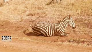 Top animals to spot at The Nairobi National Park | Game Drive |