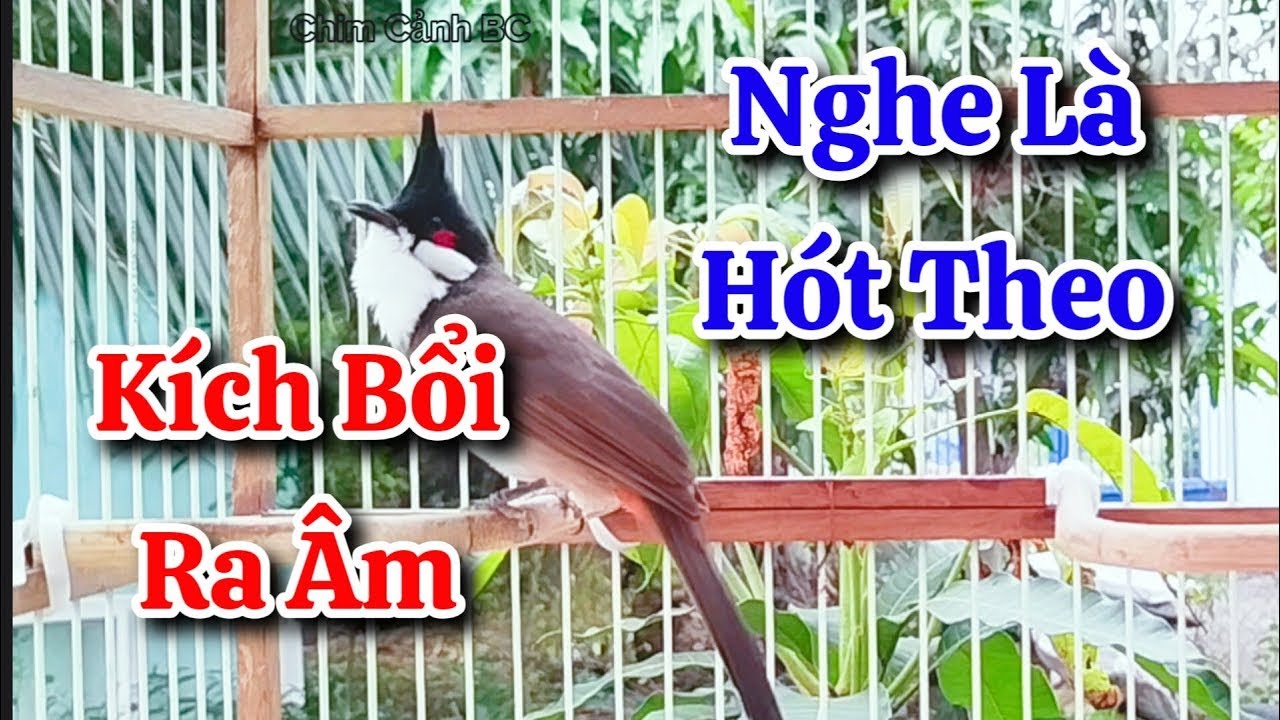 chào mào hót sáng kích bổi - luyện giọng hay ép bổi sổ bọng và căng lửa - chào mào hót đấu