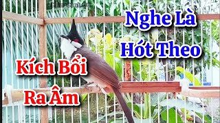 chào mào hót sáng kích bổi - luyện giọng hay ép bổi sổ bọng và căng lửa - chào mào hót đấu