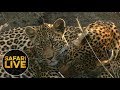 safariLIVE - Sunset Safari - August 27, 2018