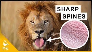 Lions - Africa's most Fearsome Hunters