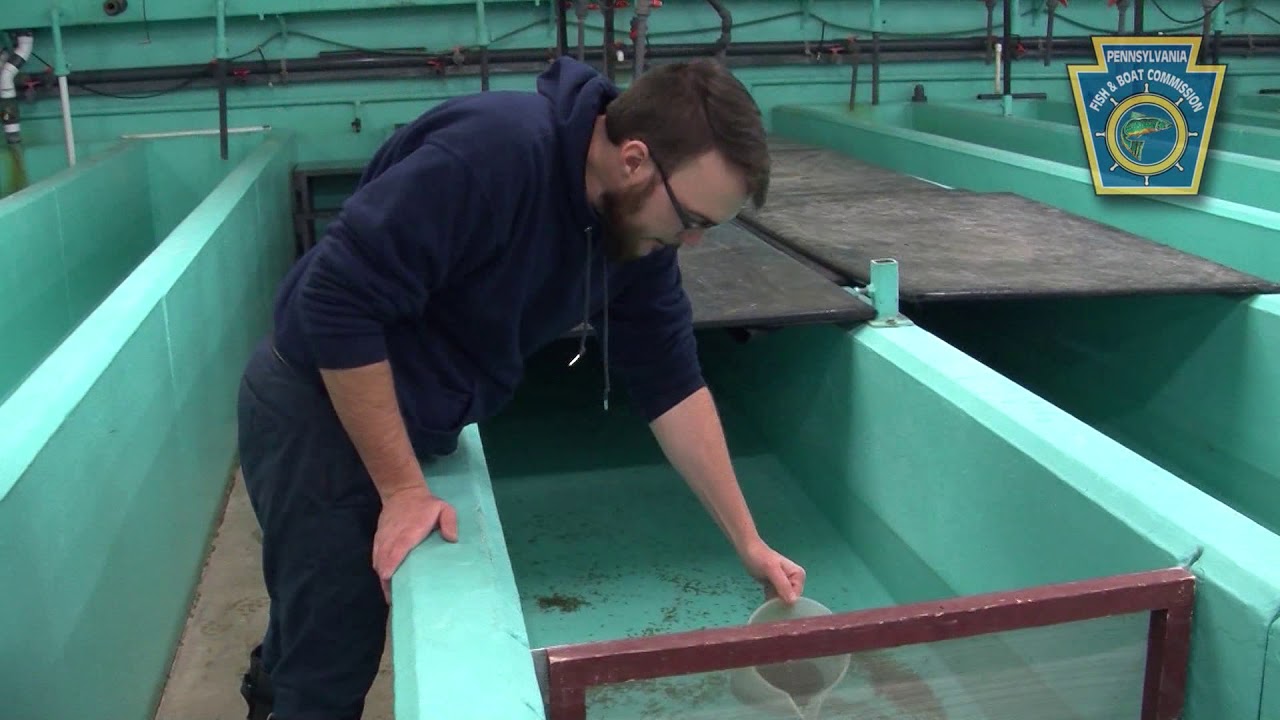 Linesville State Fish Hatchery PFBC Lake Erie Brown Trout Program