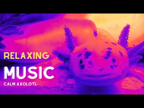 Βίντεο: Πού γεννιούνται τα axolotls;