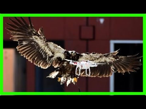 Dutch police ground drone-fighting eagles