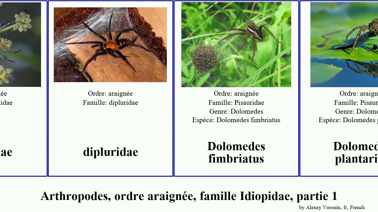 Arthropodes, ordre araignée, famille Idiopidae, partie 1 genre duplex pluto rufus arthropoda