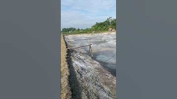 xử lý ao đất thả tôm nhanh #nuoitom