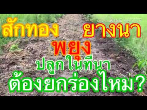 สักทอง-ยางนา-พยุง-ปลูกในที่นา-ต้องยกร่องไหม?