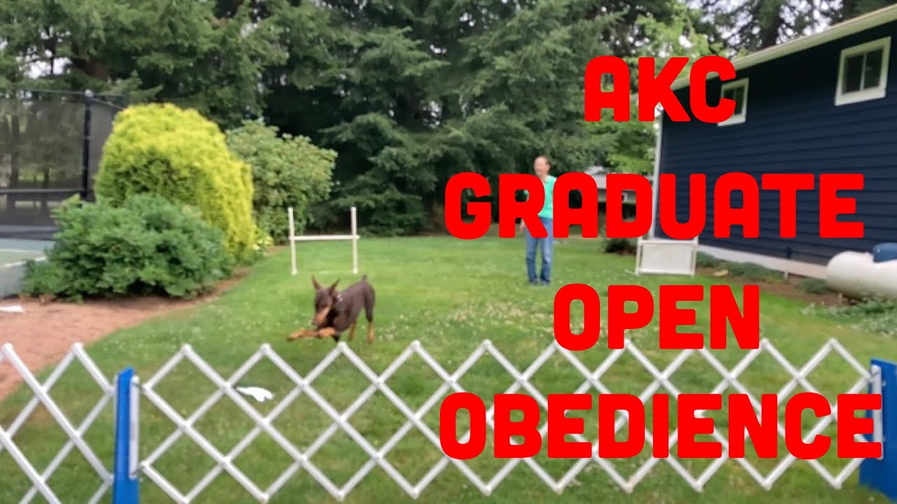 AKC Graduate Open Obedience GO Exercises And Demonstrated YouTube akc-graduate-open-obedience-go-exercises-and-demonstrated-youtube