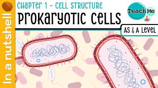 (Chapter 1) - Prokaryotic Cells [In A Nutshell] - Cambridge AS & A Level Biology (9700)