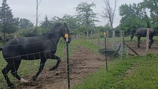 T.N.T  & FIRE  letting out some pent up energy this morning turnout