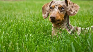 Dachshunds and Small Living Spaces Tips for Owning a Wiener Dog in an Apartment