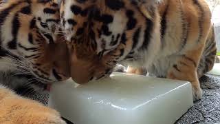 Amur Tiger Brothers Share Tasty Ice Treats