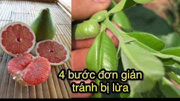 Bưởi RuBy Phân Biệt Bằng Bốn Bước/Cách phân biệt bưởi ruby,Thangbomvlog