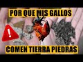 ¿Por que mis gallos y gallinas comen piedras y tierra?