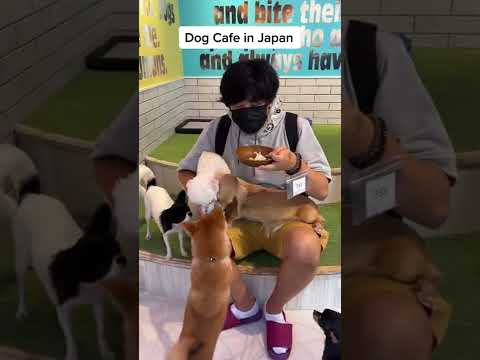 Having Fun Playing And Feeding Dogs In Japan! Wish We Had These Types Of Places At Home!