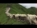 #Caravan #Salt Feeding Time For Sheep #Sheep Farm in Rural Zone  #Shepherd Life #Rukum #Mirror Nepal