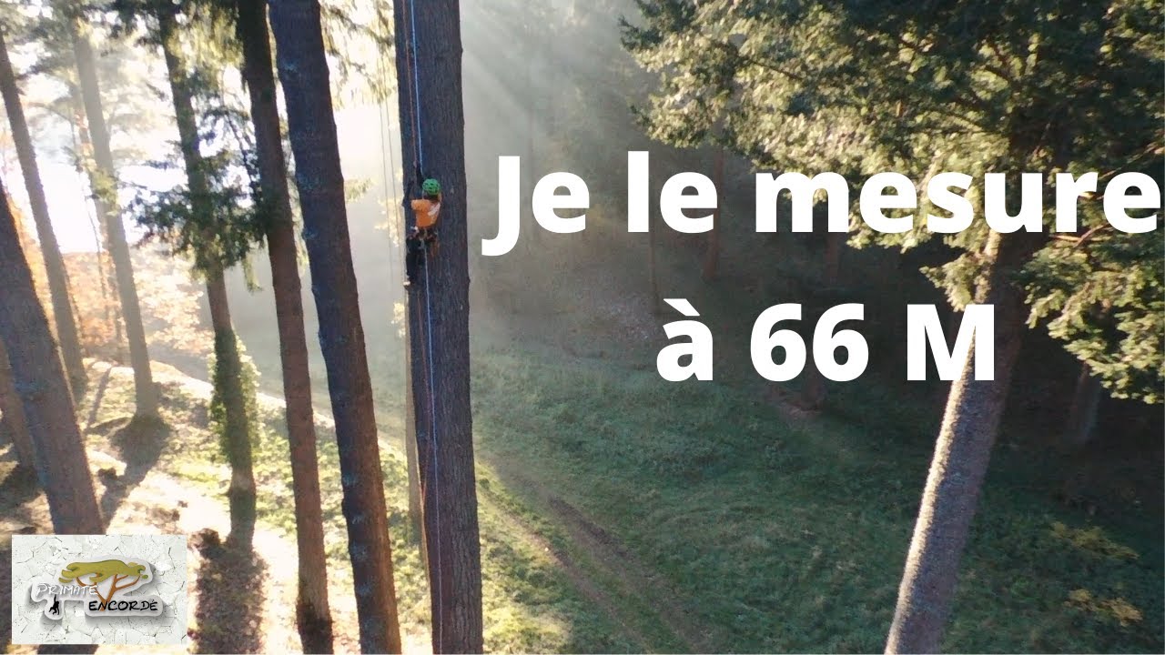 Je grimpe et je mesure l'arbre le plus grand de France ! (66 M)