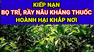 hiểu hơn về BỌ TRĨ, RẦY NÂU để có thể PHÒNG TRỪ hiệu quả nhất/ cách trị rầy, bọ trĩ kháng thuốc