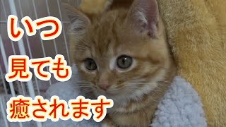 【保護猫】レスキューした子猫77 匹で仲良く遊んでいると思ったら…