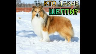 ГОВОРЯЩАЯ ШЕЛТИ ЛЕССИ РАССКАЗЫВАЕТ ПРО СВОЮ ПОРОДУ! ГОВОРЯЩАЯ ШЕЛТИ ЛЕССИ РАССКАЗЫВАЕТ ПРО СВОЮ ПОРОДУ!