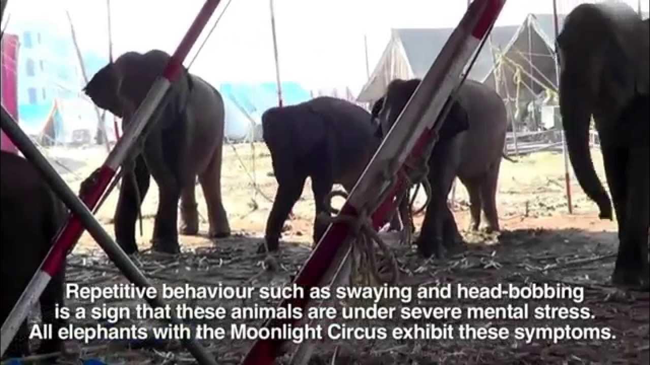 PETA India's 2013 Inspection of Animals in Circuses in India - YouTube