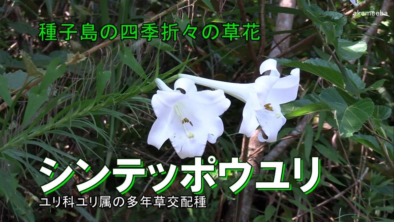 シンテッポウユリ 大暑のころ茎先に総状花序を出しラッパ状の白い花を