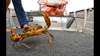 RARE MUD CRAB CATCH | Seafood Favourite!