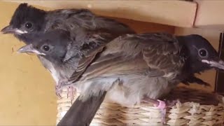 الغذاء الرئيسي لافراخ البلابل  Iraqi and kashmiri bulbul  pycnonotus