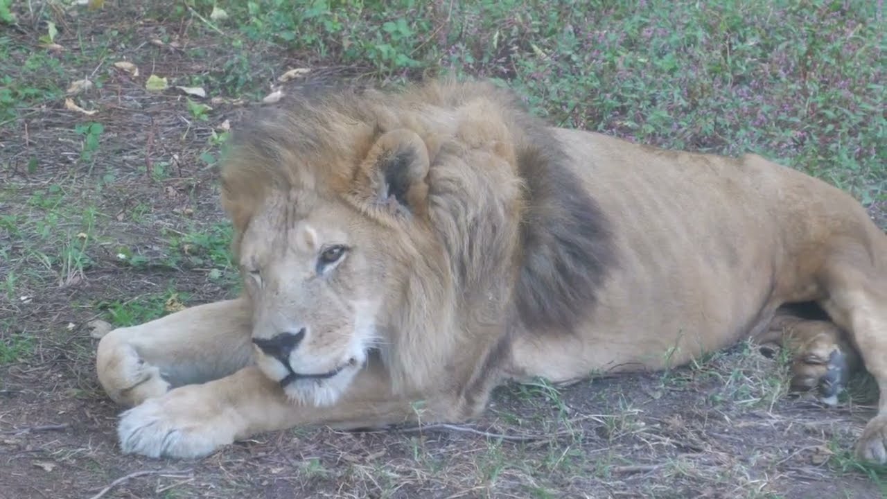 東山動物園のライオン、サンとルナ 2023年10月27日 Vol.3 - YouTube