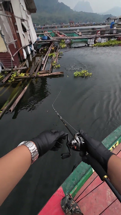 MANCING IKAN TOMAN GALAK TAPI GA KENA 🗿