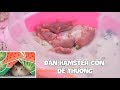 Bạn Hamster Bất Ngờ Đẻ Con Cực Dễ Thương