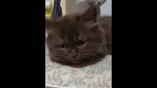 Sweet british kittens are waking up/Милейшие британские котята просыпаются Sweet british kittens are waking up/Милейшие британские котята просыпаются