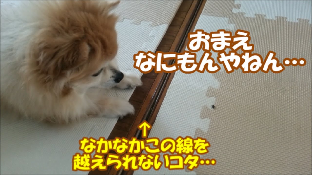 すぐキレるポメラニアン 爆ギレするコタとヘタレなコタ あほんだらぁと聞こえる唸り声 特別編 Youtube