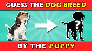 Can You Guess the Dog Breed by the Puppy? Pup Quiz!