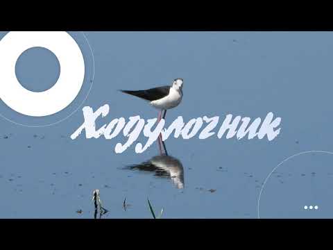Ходулочник / Птицы