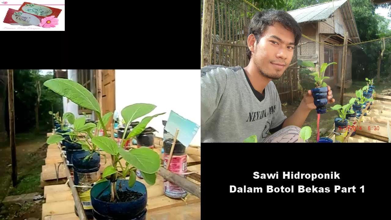 Sawi Hidroponik Dalam  Botol  Bekas Part 1 YouTube