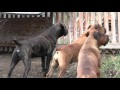 Boerboels Smell something in the area Jade training Crusher April9th2016