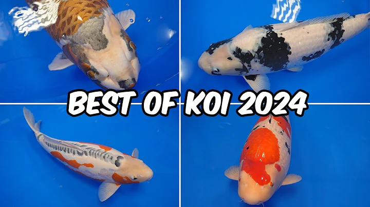 All Best in Variety Winners!! All Japan Koi Show 2024