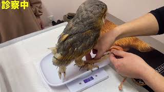保護したフクロウの診察に行ったらお利口さんすぎた