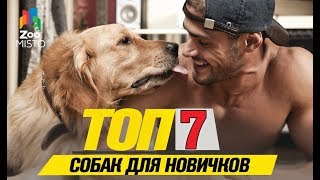 ⁣Топ 7 собак для новичков | Top 7 dogs for beginners