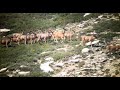 INCREDIBLE HIGH COUNTRY ARCHERY DEER HUNT