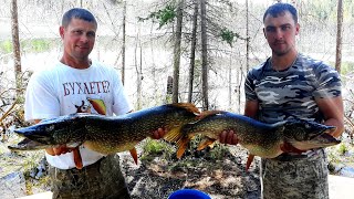 Рыбалка на Богучанском водохранилище  Ловля щуки  Хороший клёв в день рыбака  На причале  2020